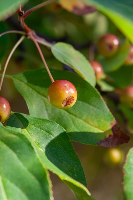 頓涅茨克礦 頓涅茨克礦